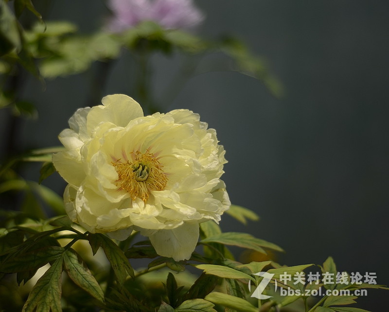 #尼康花卉作品赏析#第26期《十四束花献给情人节》