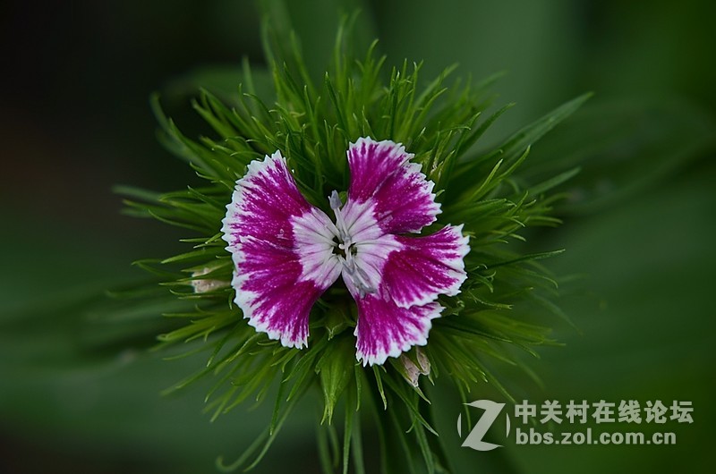 #尼康花卉作品赏析#第26期《十四束花献给情人节》