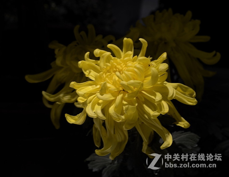 #尼康花卉作品赏析#第26期《十四束花献给情人节》