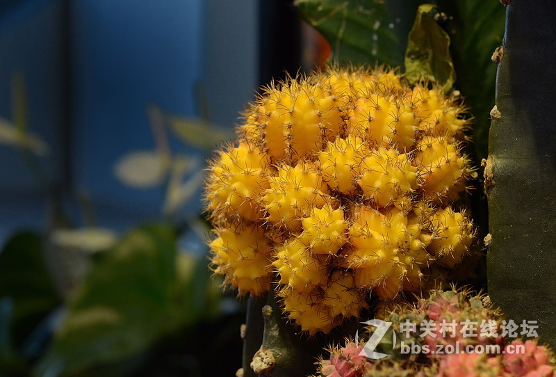 #尼康花卉作品赏析#第26期《十四束花献给情人节》