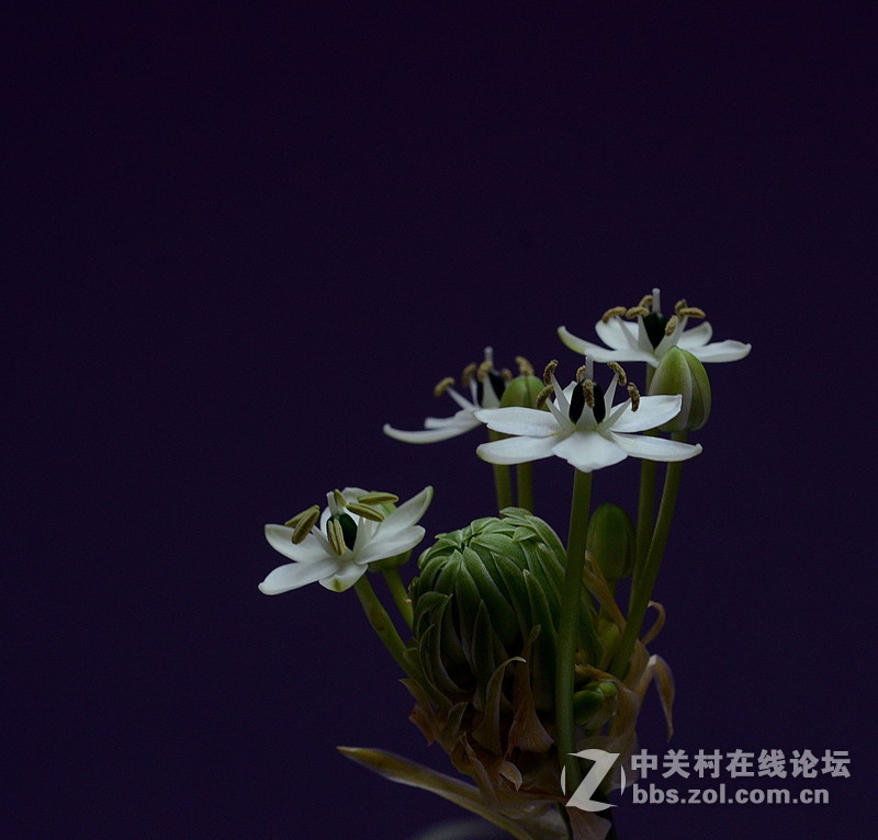 #尼康花卉作品赏析#第26期《十四束花献给情人节》