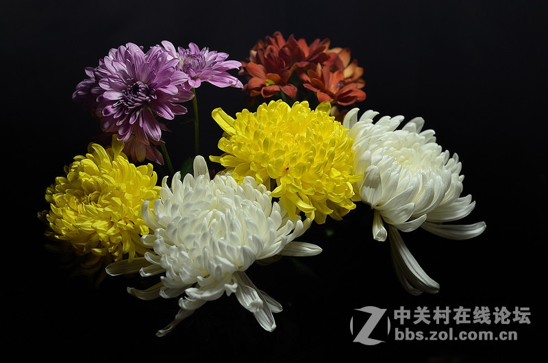 #尼康花卉作品赏析#第26期《十四束花献给情人节》