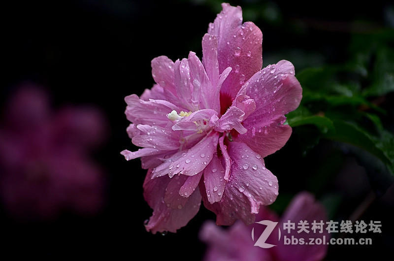 #尼康花卉作品赏析#第26期《十四束花献给情人节》