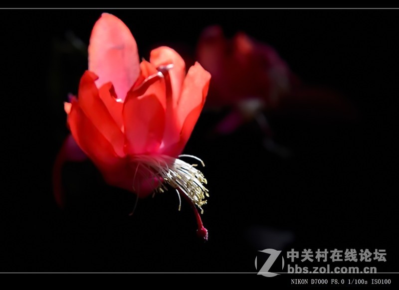 #尼康花卉作品赏析#第26期《十四束花献给情人节》