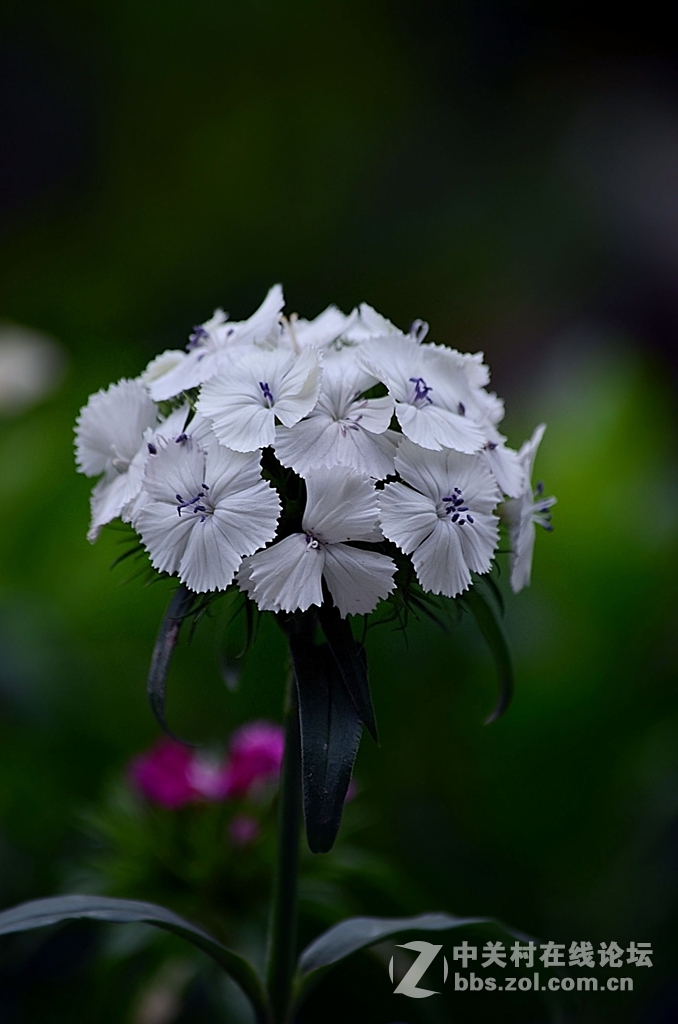 #尼康花卉作品赏析#第26期《十四束花献给情人节》