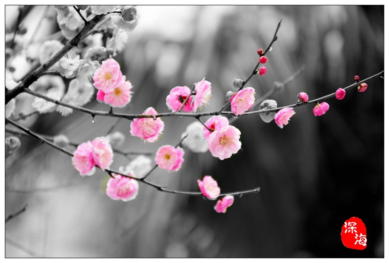 梅花P图一张