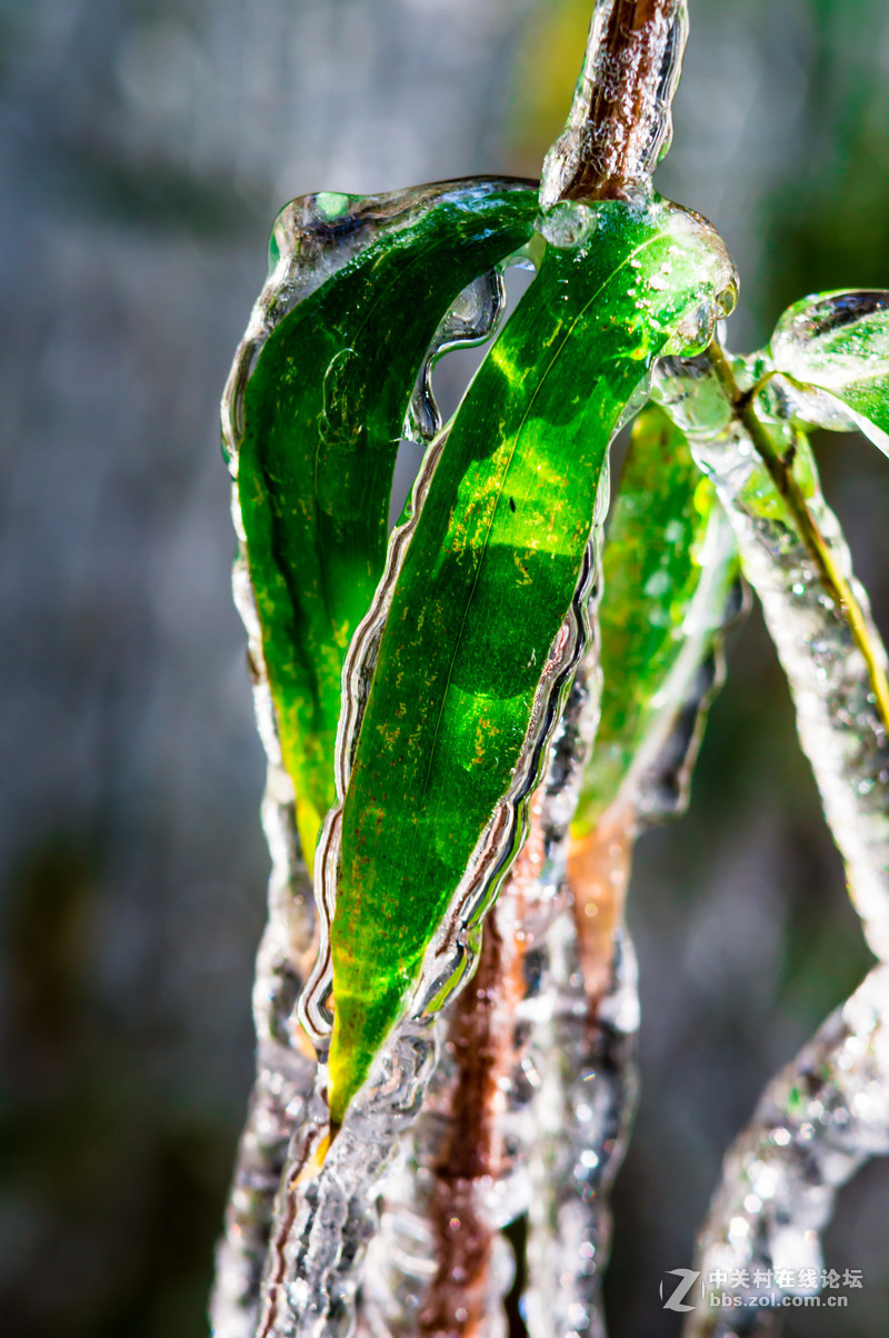 nexa35105初春拾得冰竹奇景