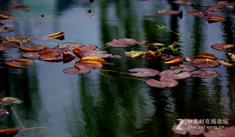 荷之初--用人像头搞副业