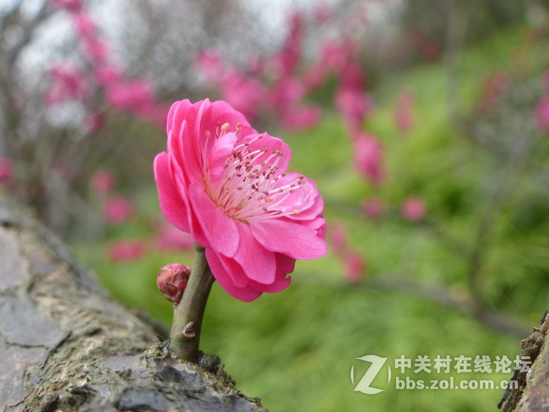 2015上海莘庄公园梅花展随拍