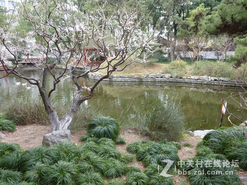 2015上海莘庄公园梅花展随拍