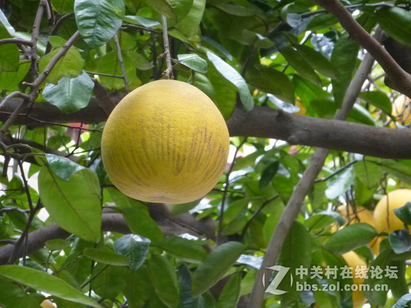 2015上海莘庄公园梅花展随拍