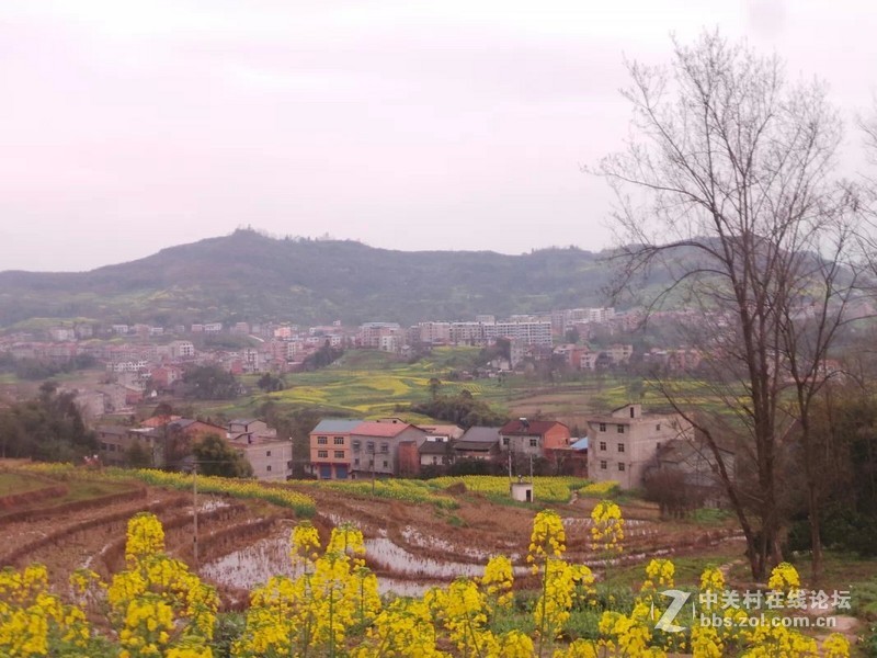 老家的油菜花，还有小蜜蜂喔！