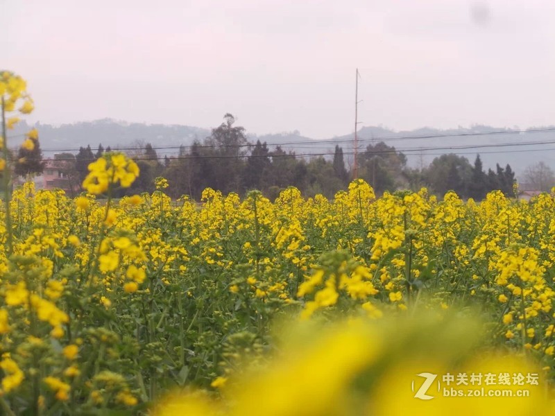 老家的油菜花，还有小蜜蜂喔！