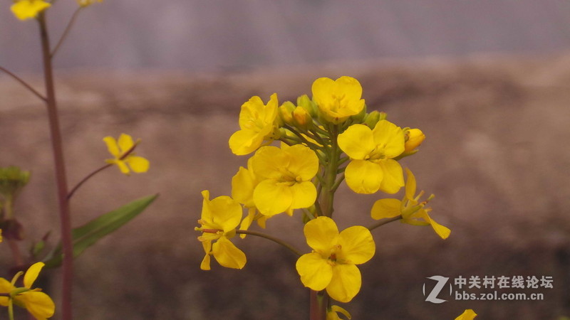 老家的油菜花，还有小蜜蜂喔！
