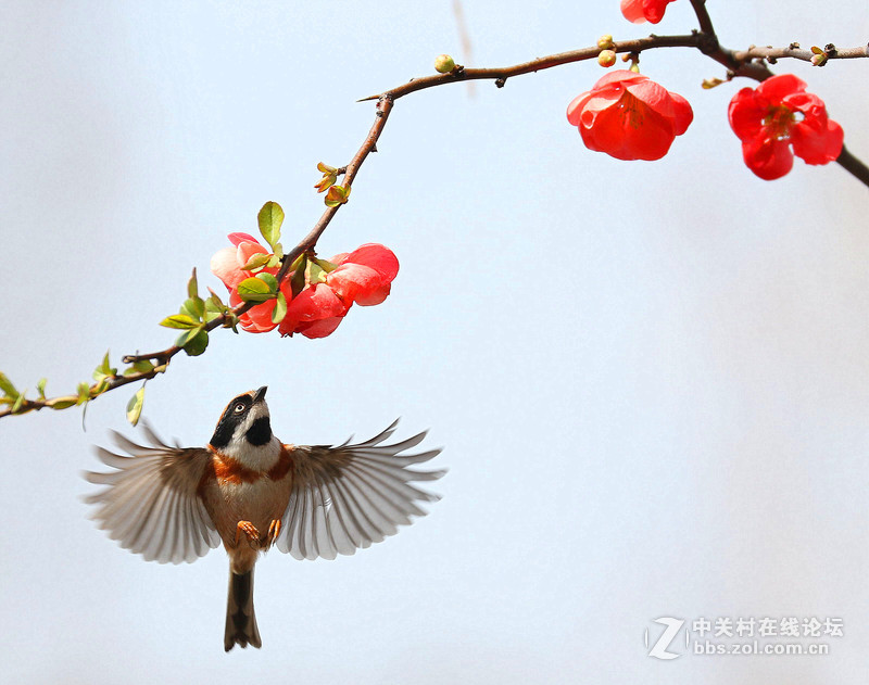 海棠花下的小鸟