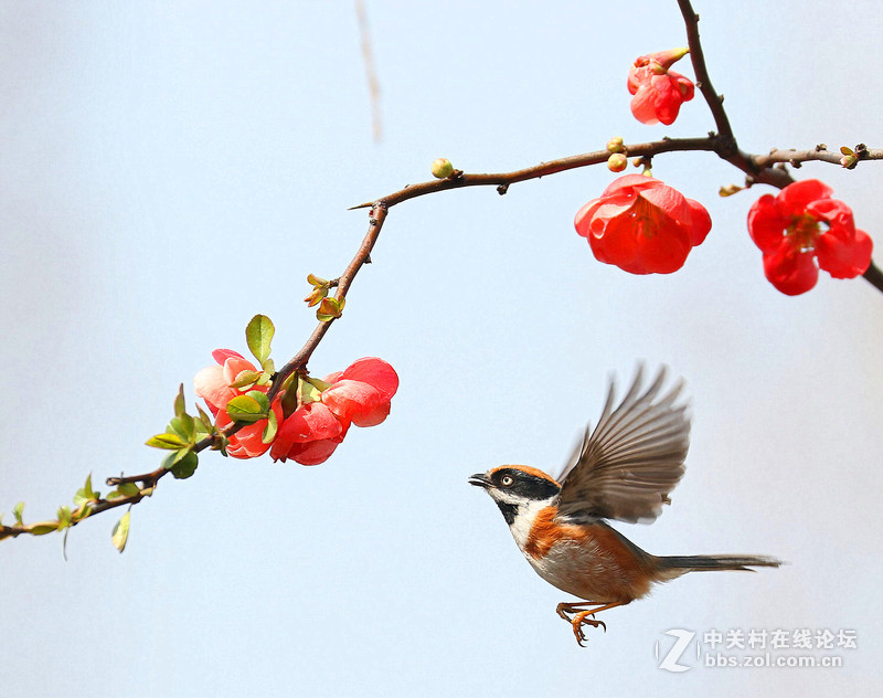 海棠花下的小鸟