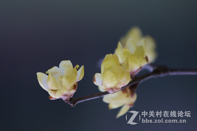 一组腊梅！