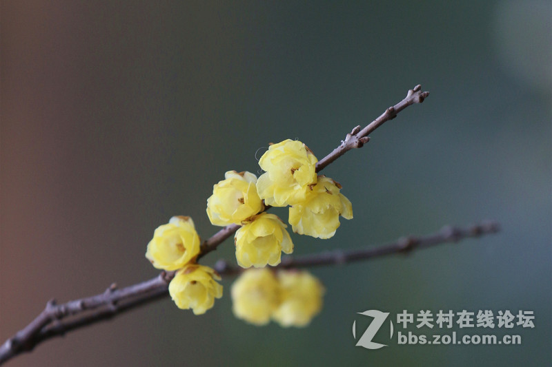 一组腊梅！