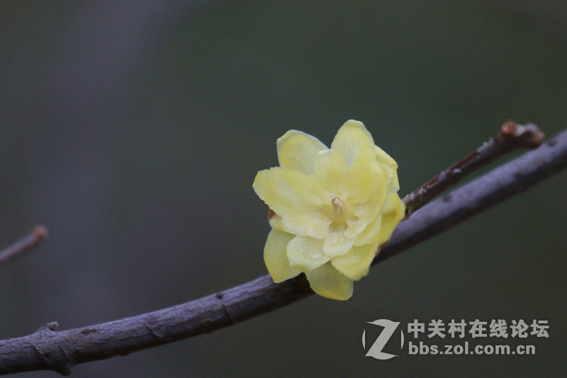 一组腊梅！