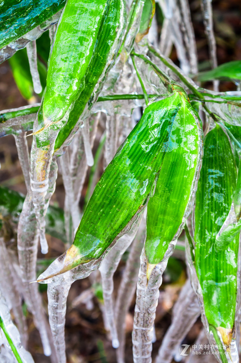nexa35105初春拾得冰竹奇景