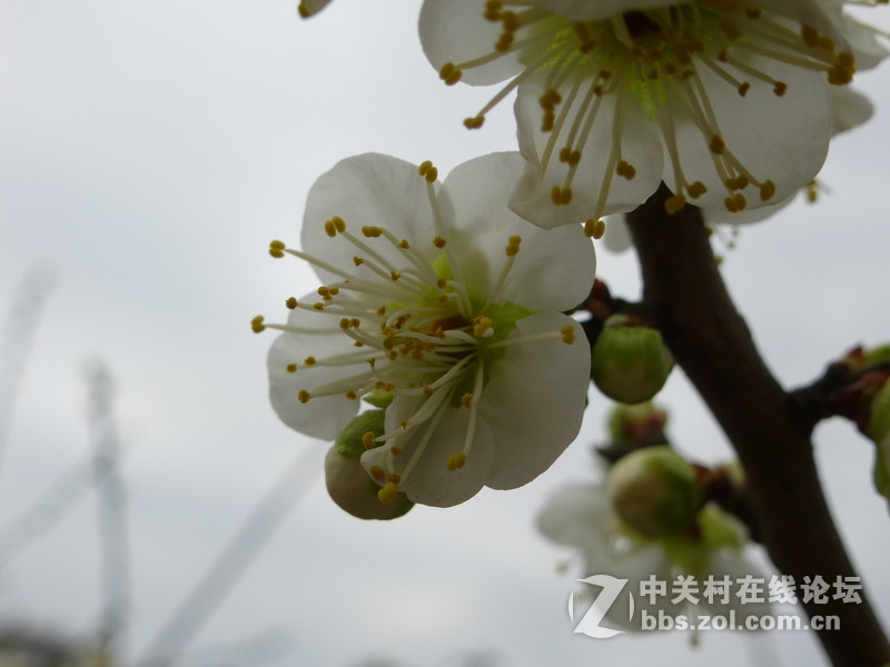 2015上海莘庄公园梅花展随拍