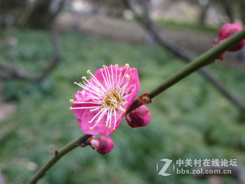2015上海莘庄公园梅花展随拍