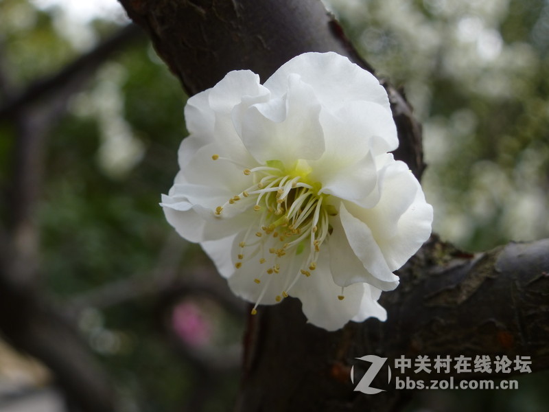 2015上海莘庄公园梅花展随拍