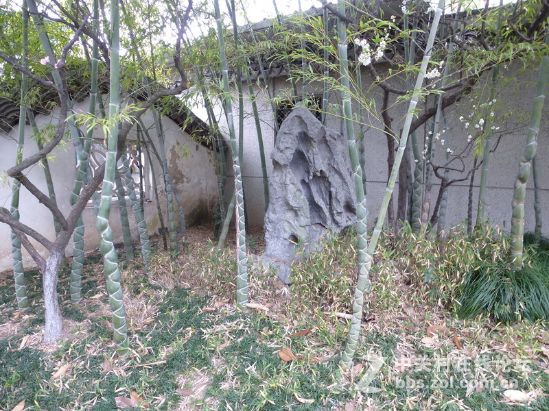 2015上海莘庄公园梅花展随拍