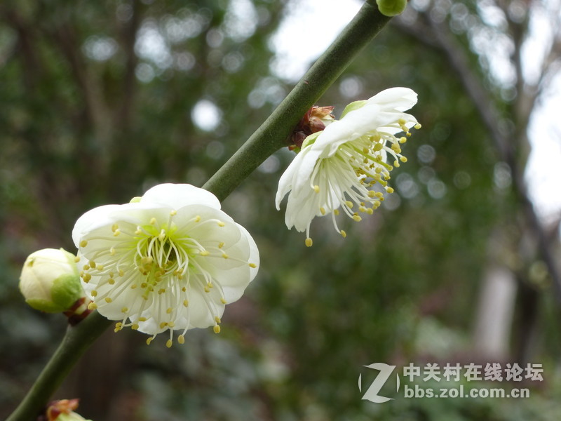 2015上海莘庄公园梅花展随拍