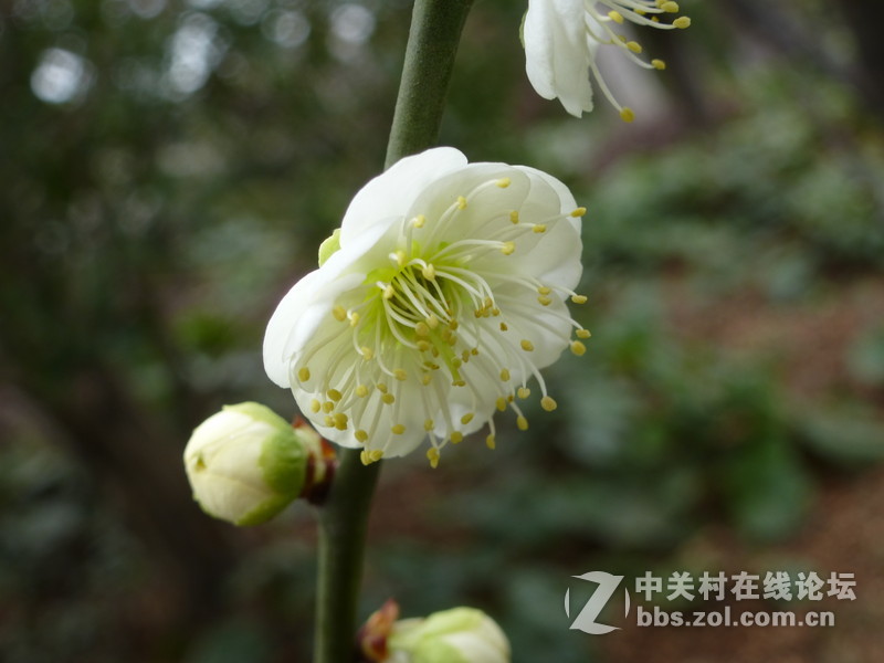 2015上海莘庄公园梅花展随拍