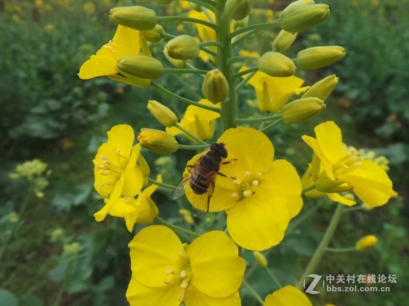 老家的油菜花，还有小蜜蜂喔！