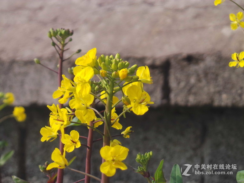 老家的油菜花，还有小蜜蜂喔！