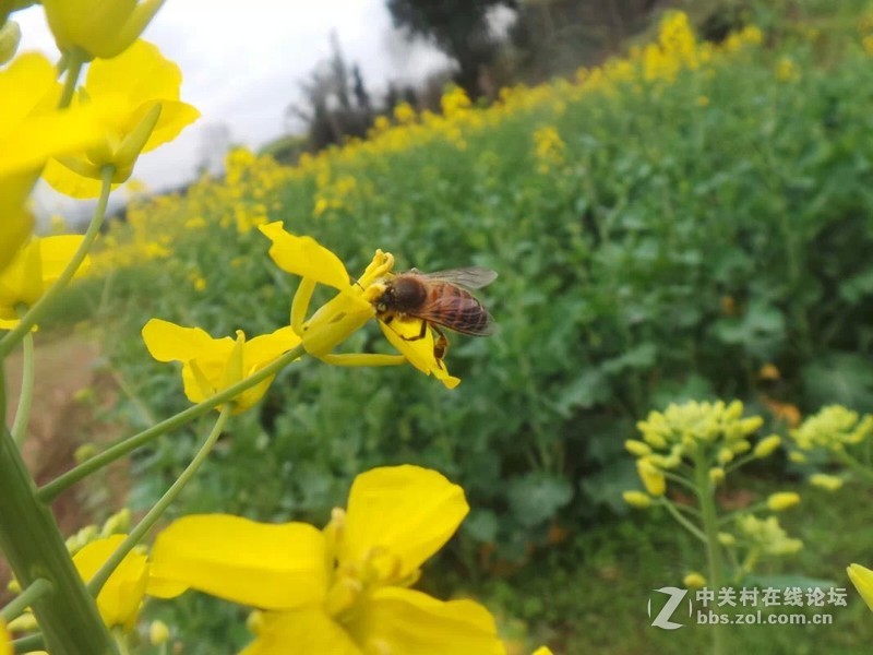 老家的油菜花，还有小蜜蜂喔！