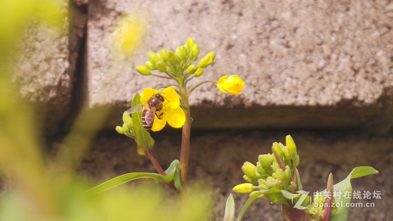 老家的油菜花，还有小蜜蜂喔！