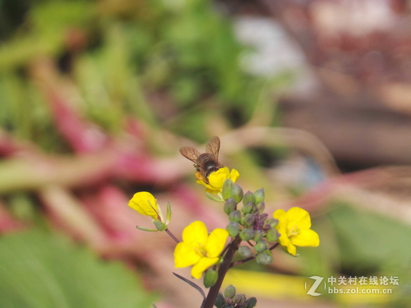 老家的油菜花，还有小蜜蜂喔！