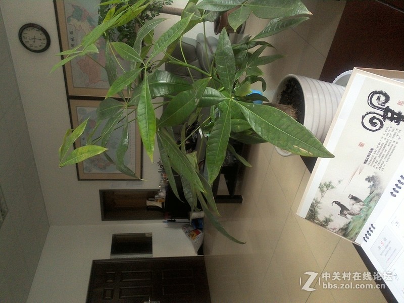 #我和N1有个约会#诺记天蚕变，New divide，New day！
