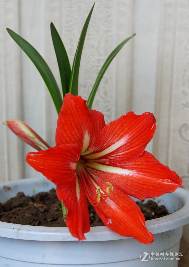 家里的对兰开花了