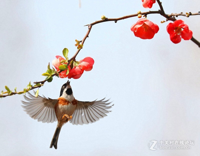 海棠花下的小鸟