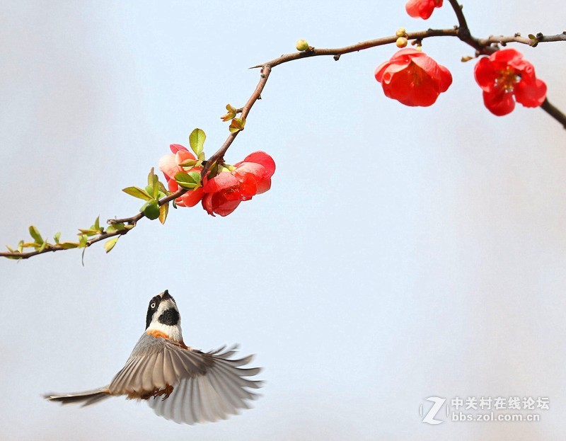 海棠花下的小鸟