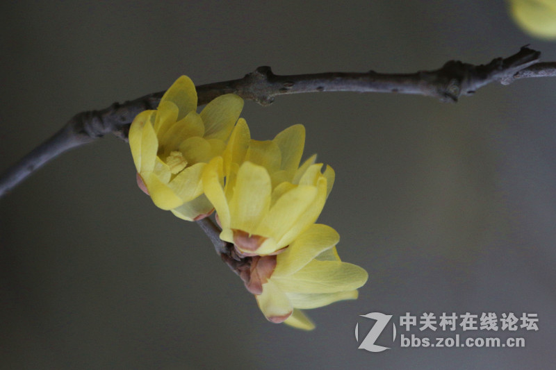 一组腊梅！