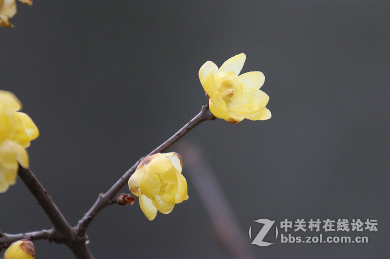 一组腊梅！