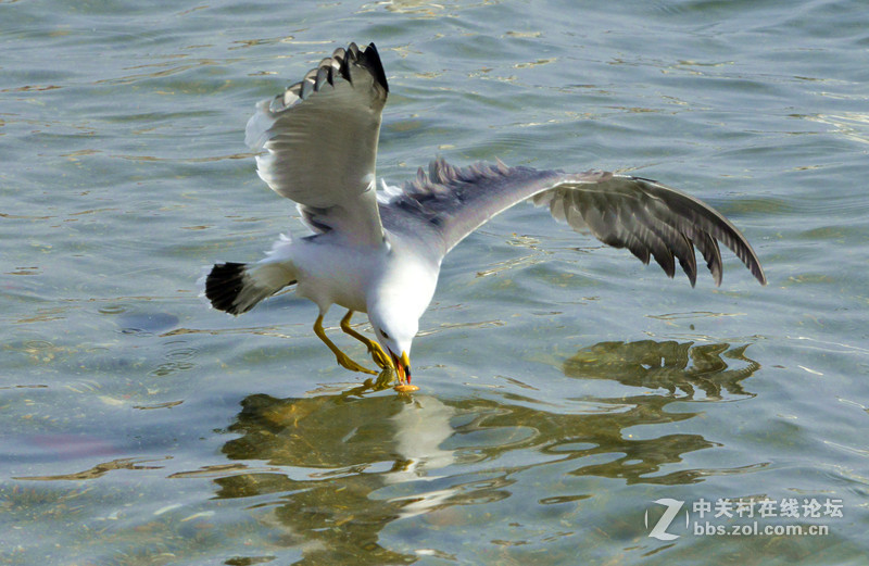 清湖闲客---海鸥