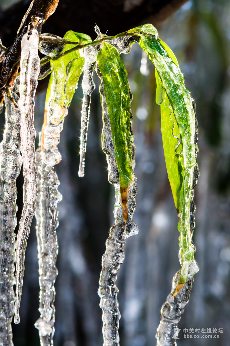 nexa35105初春拾得冰竹奇景