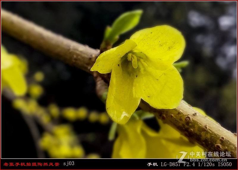 D857 手机拍片也疯狂——阴天手机拍陶然亭风景