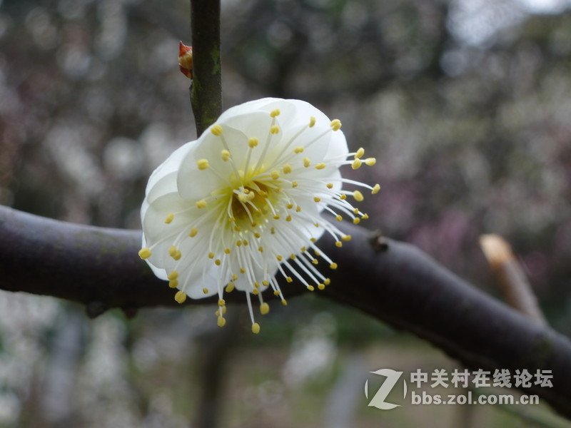 2015上海莘庄公园梅花展随拍
