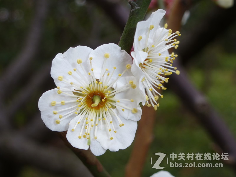 2015上海莘庄公园梅花展随拍