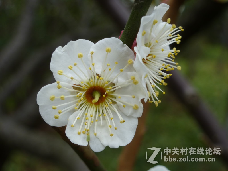 2015上海莘庄公园梅花展随拍