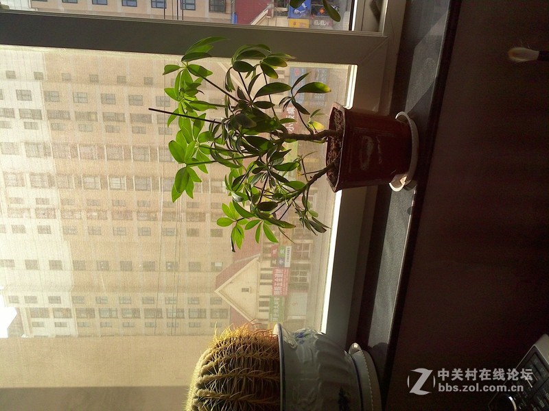 #我和N1有个约会#诺记天蚕变，New divide，New day！