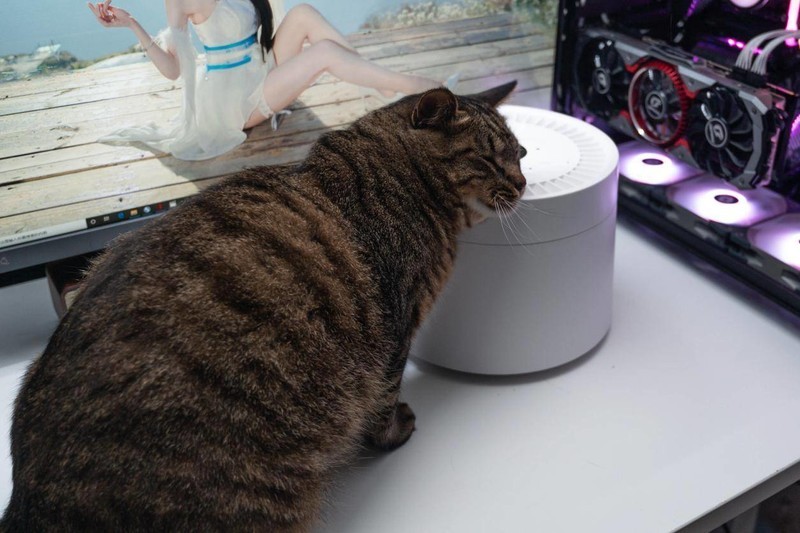 萌宠和清香一个都不能少，养宠好物petree宠物净味器