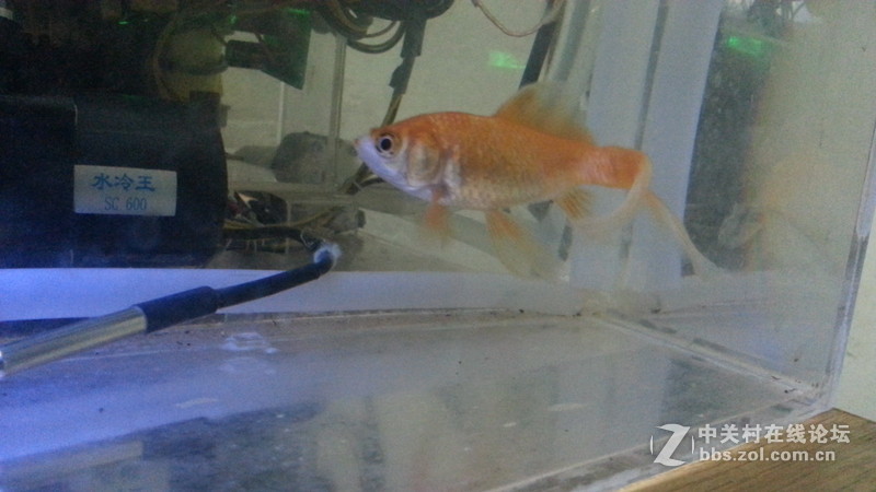 任性主机—屌丝二代